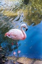 Greater flamingo profile