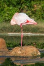 Greater flamingo resting Royalty Free Stock Photo