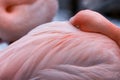 Greater Flamingo rests with beak under wing