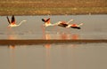 greater flamingo running in the water