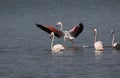 Greater flamingo`s