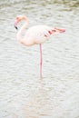 A beautiful portrait of a greater flamingo