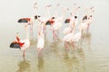 The nuptial parade of greater flamingoes