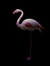 Greater flamingo standing in the dark