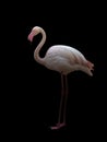 Greater flamingo standing in the dark