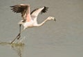 Greater Flamingo taking off