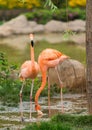 Greater flamingo Royalty Free Stock Photo