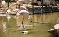 Greater Flamingo on the wate