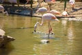 Greater Flamingo on the wate