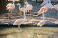 Greater Flamingo on the wate