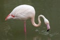 Greater flamingo (Phoenicopterus roseus). Royalty Free Stock Photo