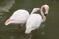 Greater flamingo (Phoenicopterus roseus). Royalty Free Stock Photo