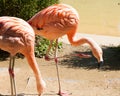 Greater Flamingoes