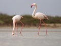 Greater Flamingoes