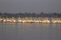 Greater Flamingoes or Phoenicopterus roseus