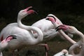 Greater flamingoes