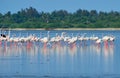 Flock of Greater Flamingoes