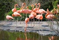 Greater Flamingos