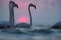 Greater Flamingos beautiful hue during surise at Asker coast of Bahrain