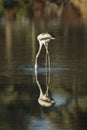 Greater Flamingos and beautiful reflection Royalty Free Stock Photo