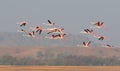 Greater flamingos