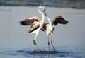 Greater Flamingos in courtship