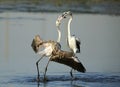Greater Flamingos Courtship behavior Royalty Free Stock Photo