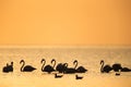 Greater Flamingos during dawn