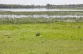 Greater flamingos on Donana