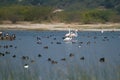 Greater Flamingos, ducks and other water birds in a lake during winters in India