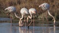 Greater Flamingos Feeding on Muddy Waters
