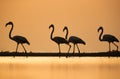 Greater Flamingos and the goden light of morning sun
