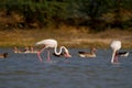 Greater Flamingos and greylag Geese in water
