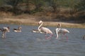 Greater Flamingos and greylag Geese in water