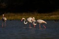 Greater Flamingos and greylag Geese in water