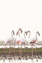 Greater Flamingos