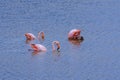Greater Flamingos, Isabela island in Galapagos, Ecuador