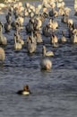 Greater flamingos on lake