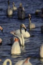 Greater flamingos on lake