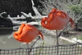 Two greater flamingo photographed at columbus Zoo in ohio Royalty Free Stock Photo