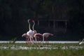 Greater flamingos mating display during their nesting season in central india