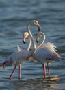 Greater Flamingos in morning light