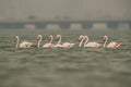 Greater Flamingos moving to low water area, Bahrain