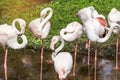 Greater Flamingos phoeniconaias ruber standing in the water Royalty Free Stock Photo