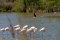 Greater Flamingos Phoenicopterus roseus in the Camargue in Provence, Bouches du Rhone, France Royalty Free Stock Photo