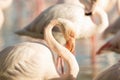 Greater flamingos Phoenicopterus roseus, close up portrait, Camargue, France, Pink birds, wildlife scene from nature. Nature Royalty Free Stock Photo