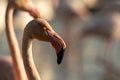 Greater flamingos Phoenicopterus roseus, close up portrait, Camargue, France, Pink birds, wildlife scene from nature. Nature Royalty Free Stock Photo