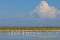 Foraging greater flamingos - Etosha pan