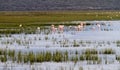 Greater Flamingos (Phoenicopterus roseus)