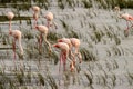 Greater Flamingos (Phoenicopterus roseus)